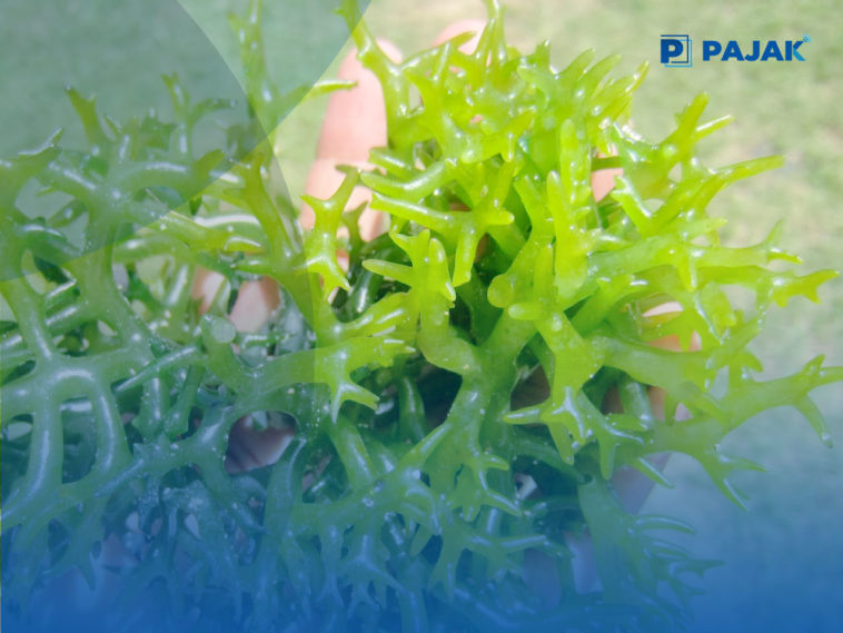 Kampung Sarwandoridi Kabupaten Kepulauan Yapen Menjadi Sentra Pengembangan Budi Daya Rumput