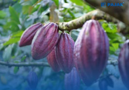 International Cocoa Organization Kementan Komoditas Cokelat atau kakao Indonesia Sangat Prospektif
