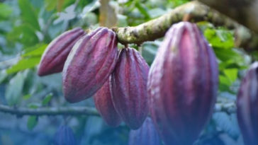 International Cocoa Organization Kementan Komoditas Cokelat atau kakao Indonesia Sangat Prospektif