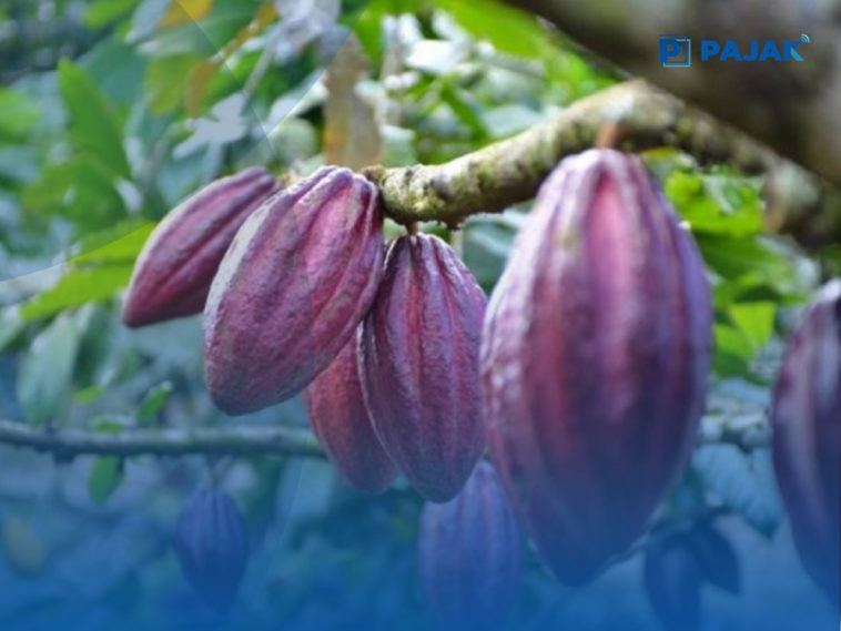 International Cocoa Organization Kementan Komoditas Cokelat atau kakao Indonesia Sangat Prospektif