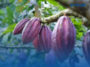 International Cocoa Organization Kementan Komoditas Cokelat atau kakao Indonesia Sangat Prospektif