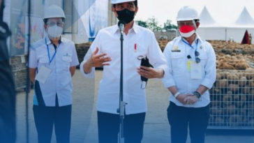 Jokowi Kembangkan Porang sebagai Produk Unggul Ekspor
