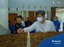 Kemenperin Dorong Penyerapan Tembakau Lokal untuk IHT