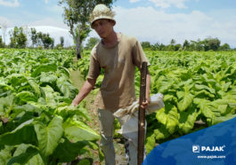 Tarif Cukai Hasil Tembakau Naik, Ancam Petani dan Buruh