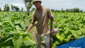 Tarif Cukai Hasil Tembakau Naik, Ancam Petani dan Buruh