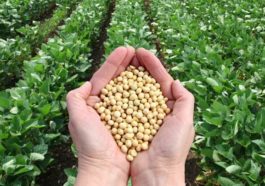 Dibalik Lonjakan Harga Kedelai Internasional