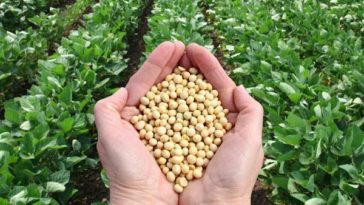 Dibalik Lonjakan Harga Kedelai Internasional