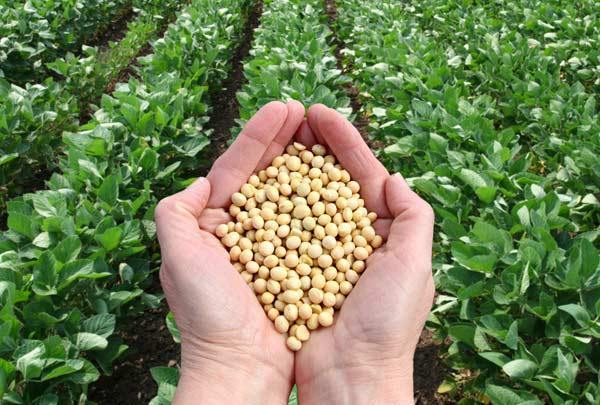 Dibalik Lonjakan Harga Kedelai Internasional