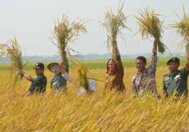 Sawah Milik Petani