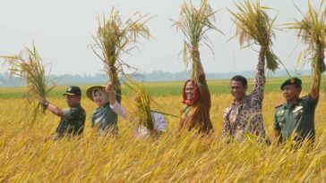 Sawah Milik Petani