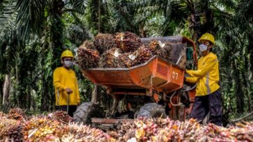 Satgas Sawit Penerimaan Negara