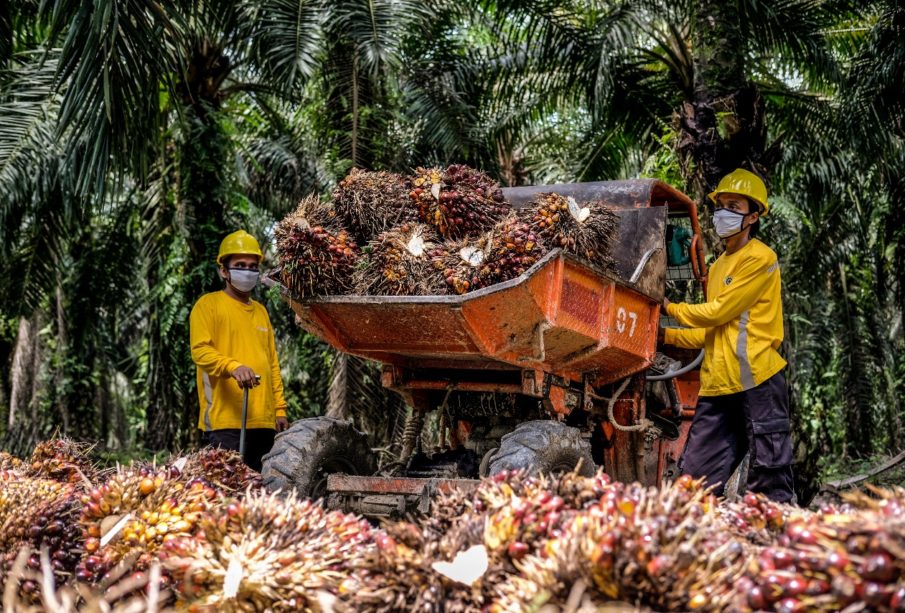 Satgas Sawit Penerimaan Negara