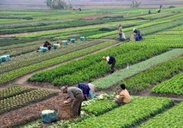 Diskon Pengurangan PBB