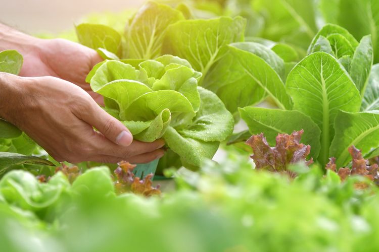 Prosedur Pembebasan Bea Masuk Impor Benih