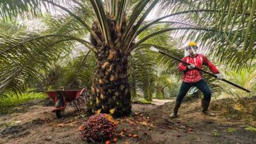 PNBP Sektor Sawit