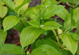 Tata Niaga Ekspor Kratom