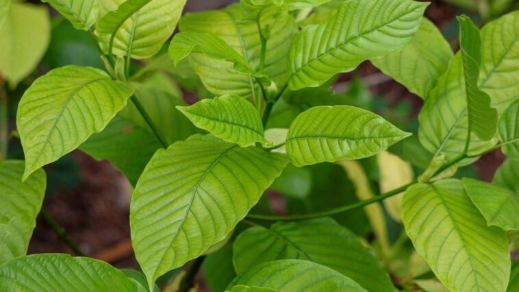 Tata Niaga Ekspor Kratom