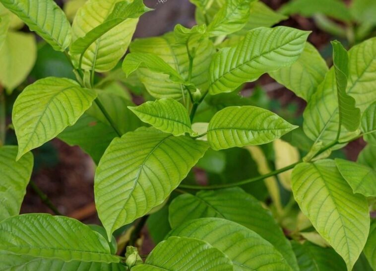 Tata Niaga Ekspor Kratom
