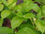 Tata Niaga Ekspor Kratom