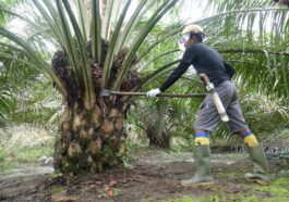 Menyelami Potensi Emas Hijau