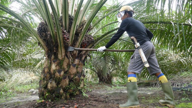 Menyelami Potensi Emas Hijau