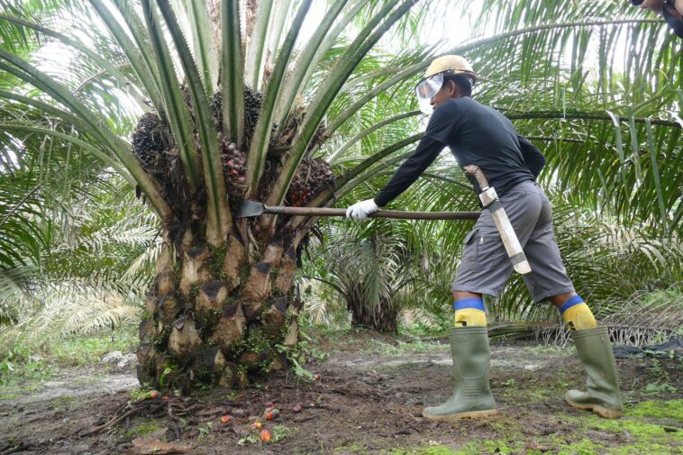 Menyelami Potensi Emas Hijau