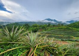 antidumping produk nanas indonesia