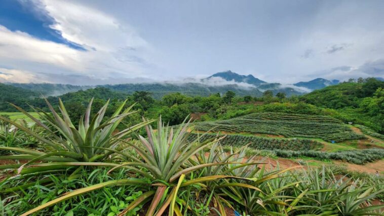 antidumping produk nanas indonesia
