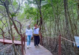 Hutan Mangrove Jerowaru
