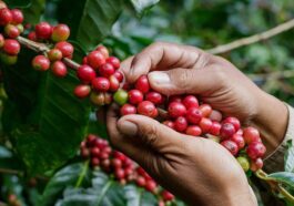 Hilirisasi Pertanian