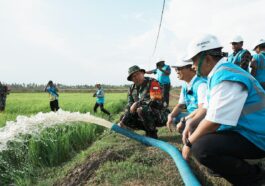 Pertanian di Merauke Kementan TNI