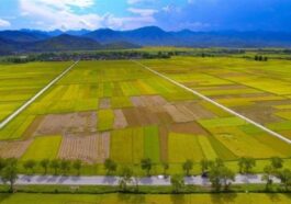 Vietnam Perpanjang Pembebasan Pajak Lahan Pertanian