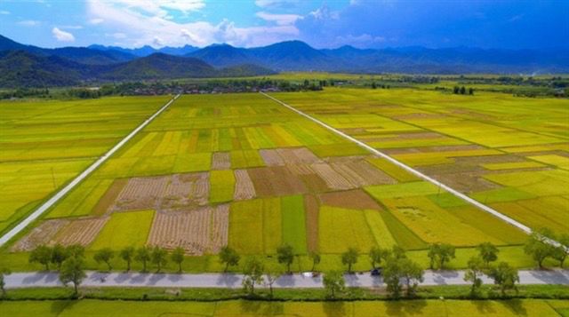 Vietnam Perpanjang Pembebasan Pajak Lahan Pertanian