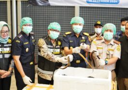 Bea Cukai Lepas 13 Ribu Belut Sawah ke Tiongkok