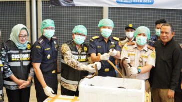 Bea Cukai Lepas 13 Ribu Belut Sawah ke Tiongkok