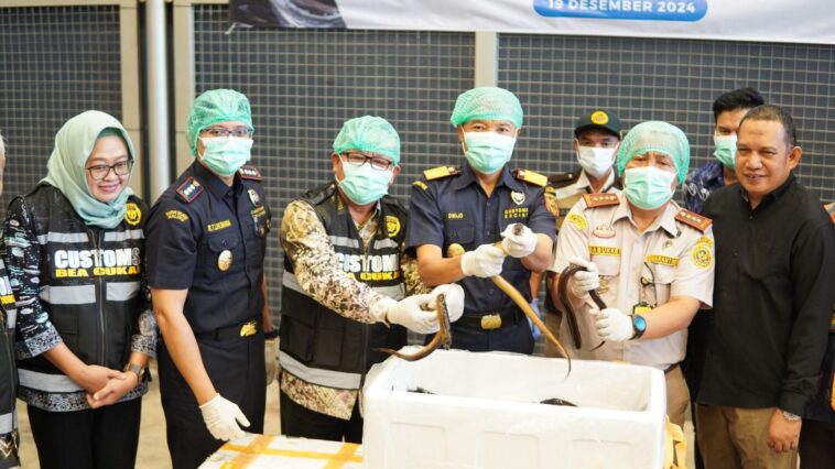 Bea Cukai Lepas 13 Ribu Belut Sawah ke Tiongkok